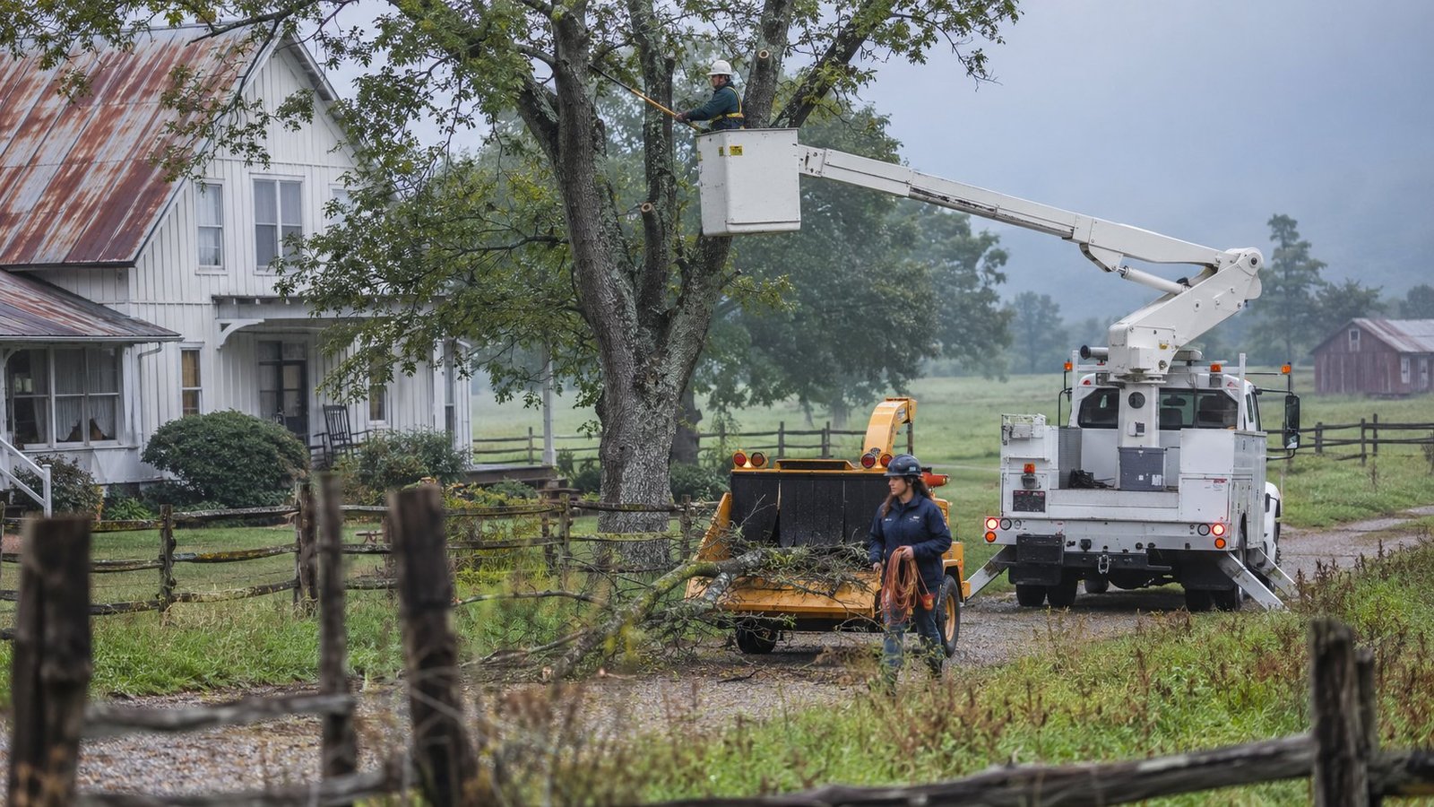 Oak canopy trimming and clearance work in Longview, TX
